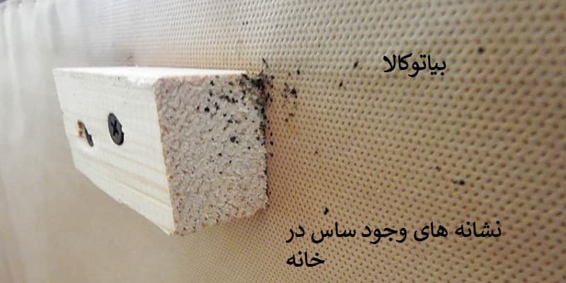 نشانه های وجود ساس در خانه